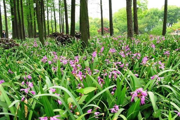 在农村种植白芨能赚钱吗？种植白芨成本及利润分析