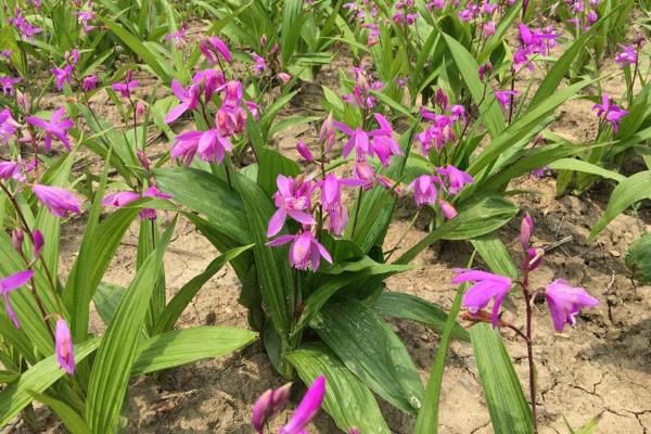 补贴10亩白芨