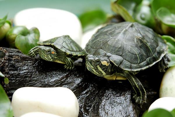 巴西龟的寿命是多少年？吃什么长得快
