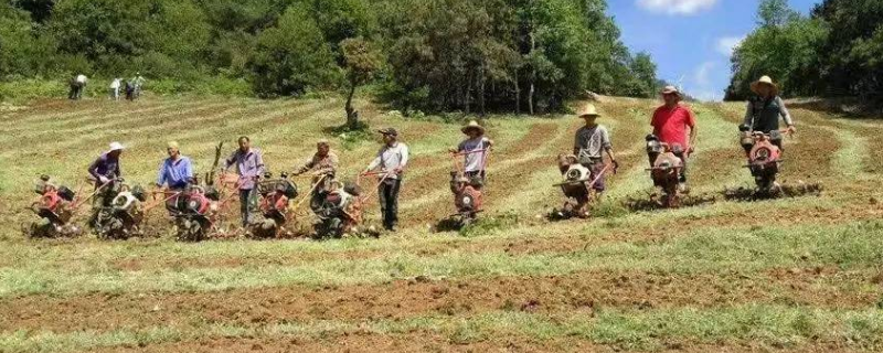 商机！这种草销路广，亩产高，一年可收割6次，农民种植它钱景不错