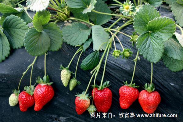 从结果到成熟，草莓需要多少天