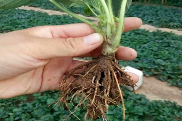 草莓温室通风管理要点