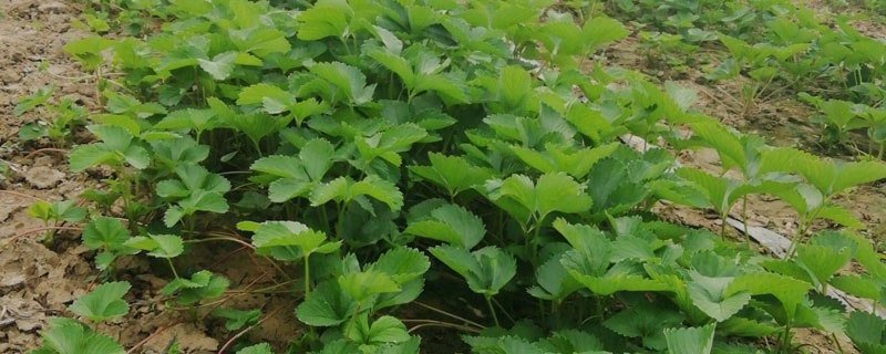 草莓需要多长时间才能从开花到成熟