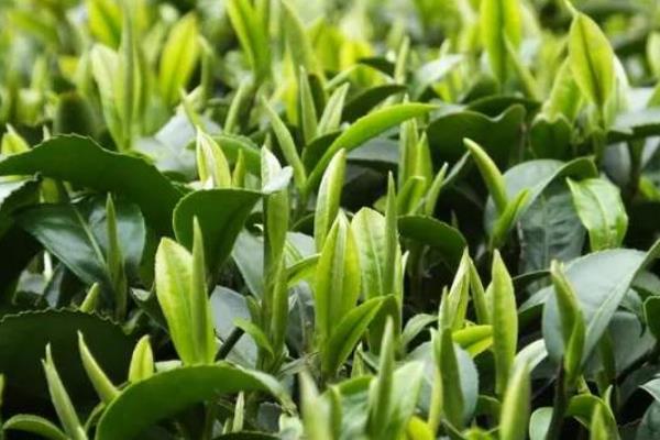 陈茶可以用来做什么？如何区分