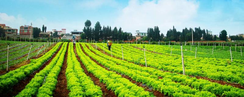 一斤青枣多少钱？什么时候成熟上市？(附加种植前景和技术)