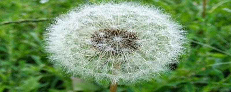 香菜发芽出土几天