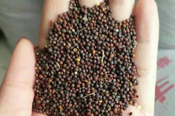种植韭菜时，如何出苗率特别高