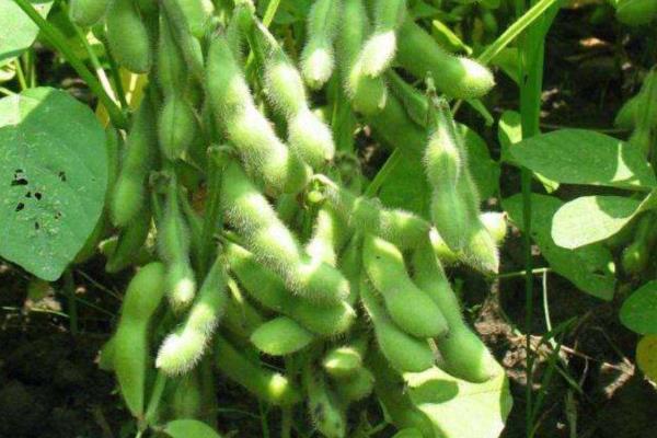 在大豆种植过程中，食心虫会影响大豆的产量和质量，种植者应如何控制