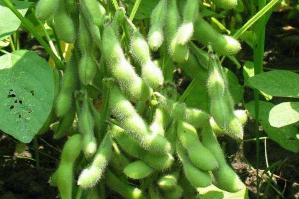 什么时候种植黑豆