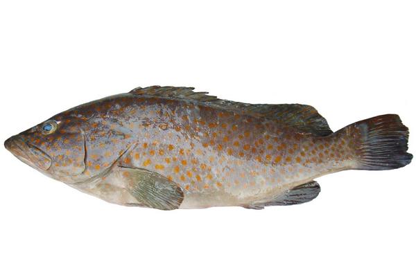 淡水石斑鱼一斤多少钱？淡水石斑鱼吃什么食物？能长多大