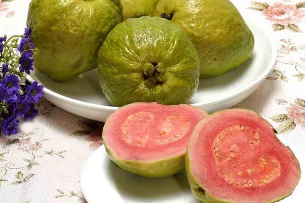 四季番石榴的原产地在哪里？种植管理的要点是什么