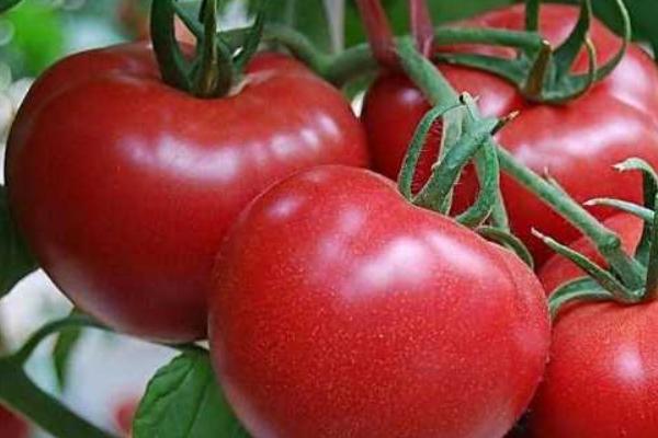 番茄坐果率低的原因及解决方案