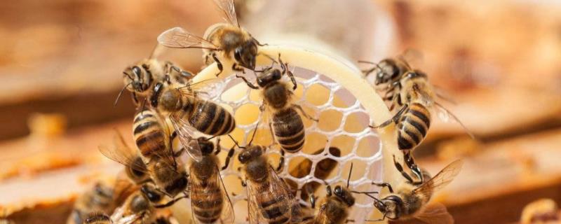 一斤蜂花粉多少钱？怎样吃蜂花粉