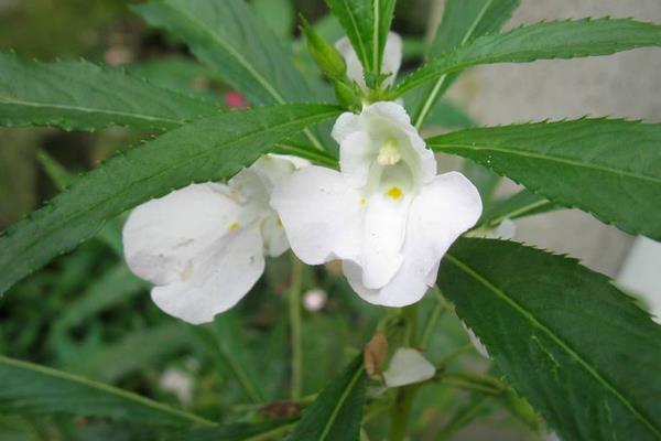 怎样养盆栽凤仙花才好