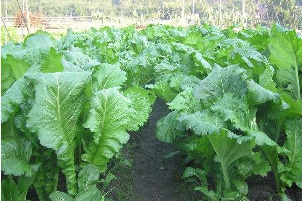 芥菜抽薹的原因及防治措施