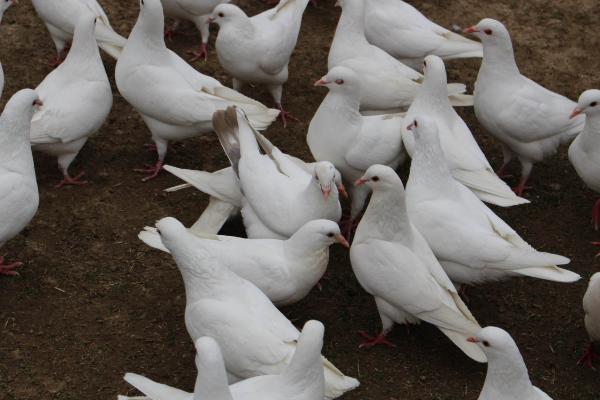 肉白鸽的养殖效益和前景如何？(附加养殖方法)