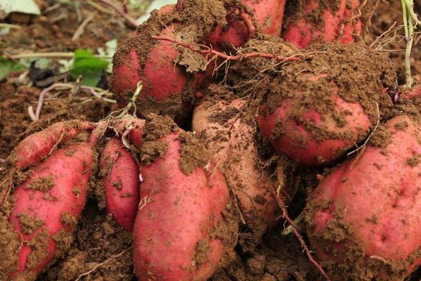 红薯种植前景如何？每亩产量是多少？(附加种植成本和效益分析)