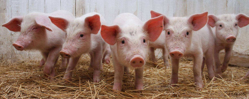 正常情况下，公猪的繁殖年限是多少？如何提高其繁殖年限