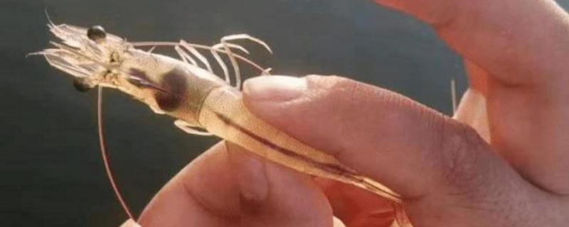 红虾和青虾有什么区别？买什么好