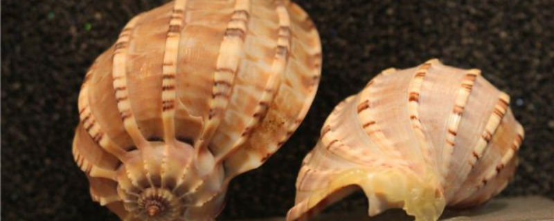 一斤海螺多少钱？海螺的营养价值和功效是什么