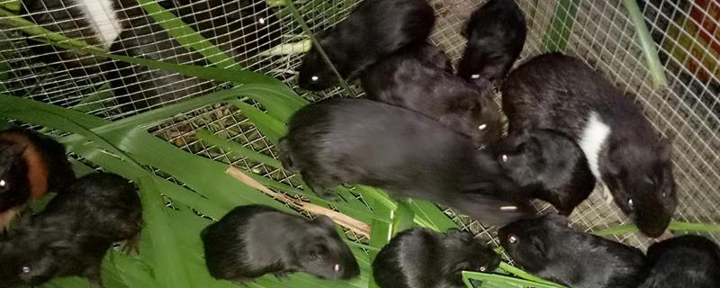 黑豚鼠一斤多少钱？黑豚鼠养殖优势及前景分析