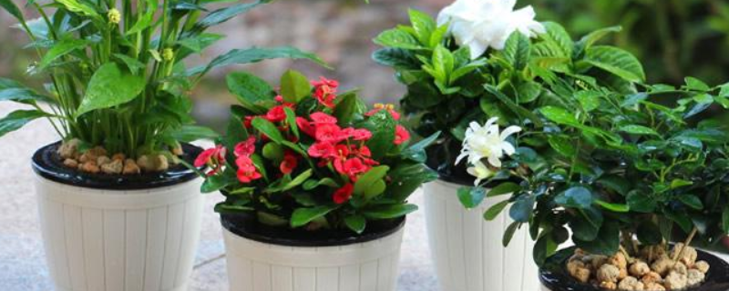 冬季适合室内种植的花草有哪些？这还可以净化空气