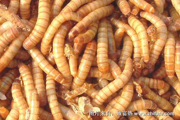 黄粉虫今天的价格是多少？如何使用和加工？饲养时有哪些注意事项