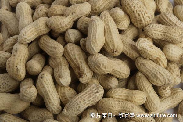 花生何时进入中国