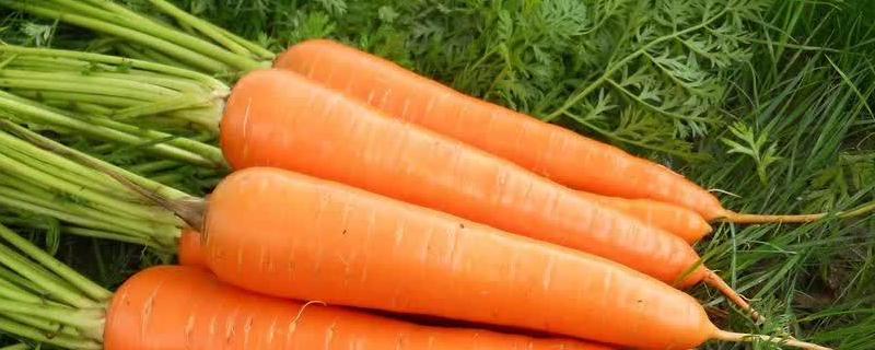 什么季节的蔬菜胡萝卜？有哪些品种