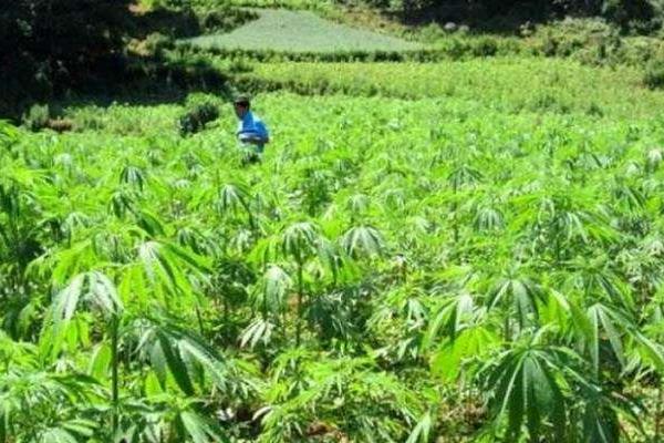 熟火麻仁的功效与作用及食用方法