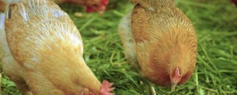 胡须鸡的价格是多少？胡须鸡养殖利润及前景分析