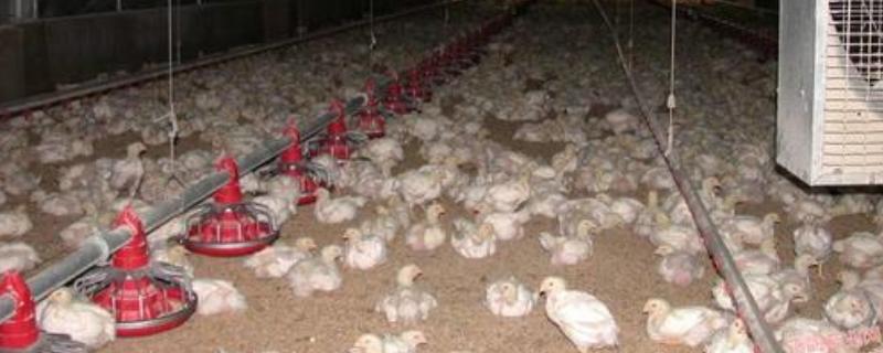 如何预防鸡舍禽流感
