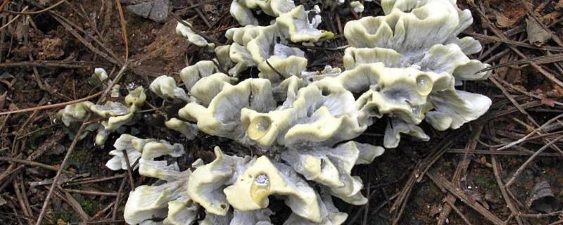 奶浆菌一斤多少钱？有什么效果？奶浆菌上市时间及产地价格