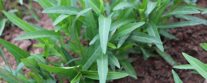 空心菜害虫防治技术