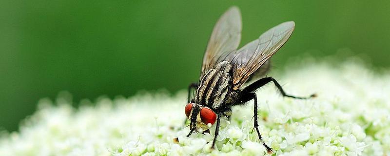 什么是昆虫？有什么特点？盘点几种常见的害虫和益虫
