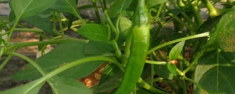 如何种植菜椒