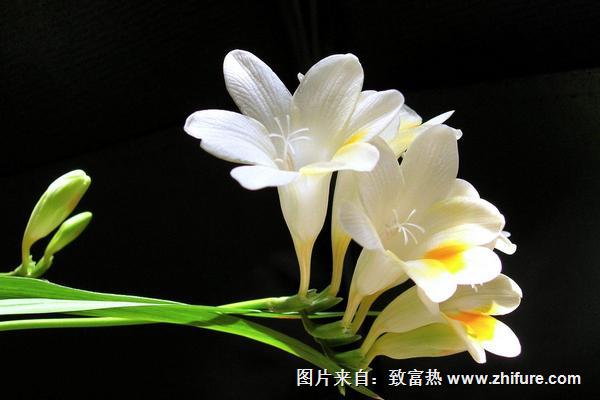 兰花品种鉴定方法
