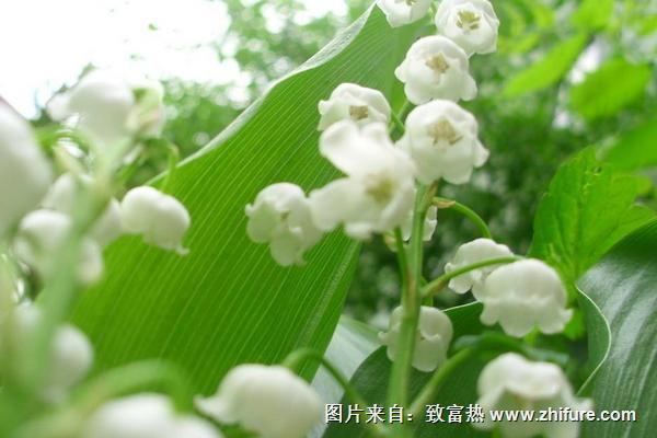 兰花叶子发黄怎么办