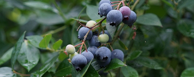 北方蓝莓什么品种好吃？看看你吃了多少