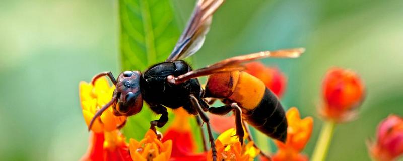 黄蜂和黄蜂有什么区别？哪个更好