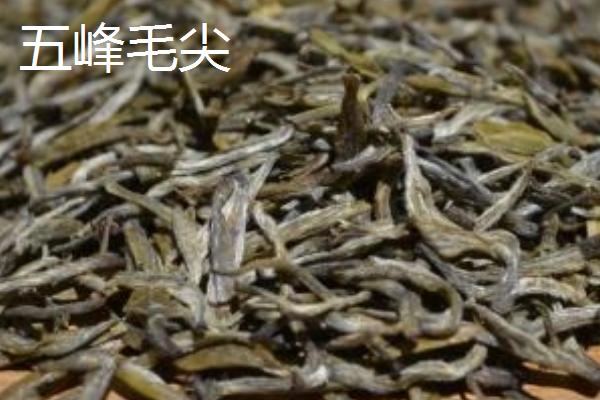 种植管理毛尖茶的要点