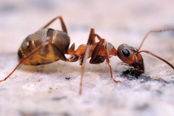 蚂蚁的人工养殖技术有哪些？蚂蚁的繁殖前景如何