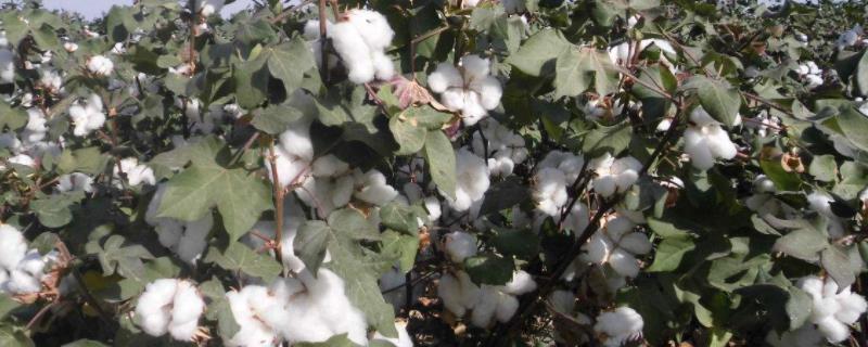 种植10亩棉花大概要花多少钱