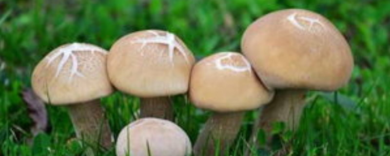 榛子蘑菇和茶树菇有什么区别？哪里的榛子蘑菇和茶树菇最好吃