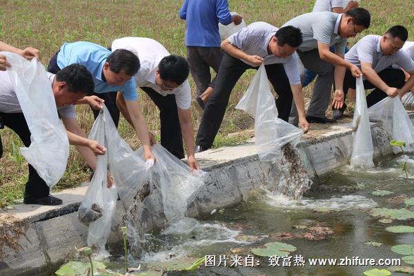 黄金泥鳅产地在哪里？怎么养