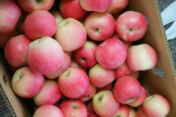 宜川苹果一斤多少钱？宜川苹果有什么特点