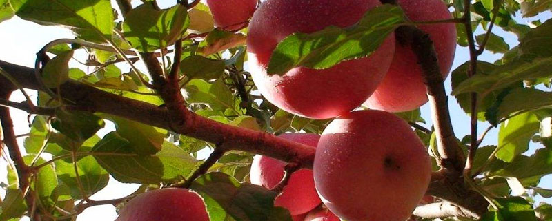 哪个品种的苹果树苗最好