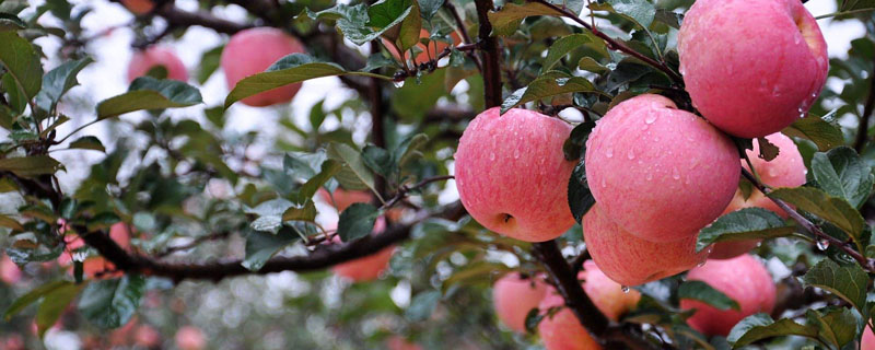 新品种的苹果苗木有哪些