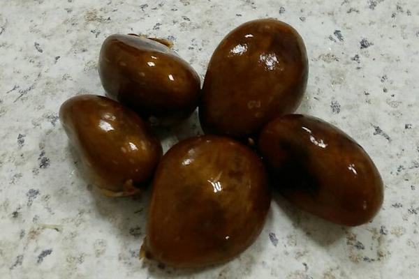 常见的枇杷病虫害防治