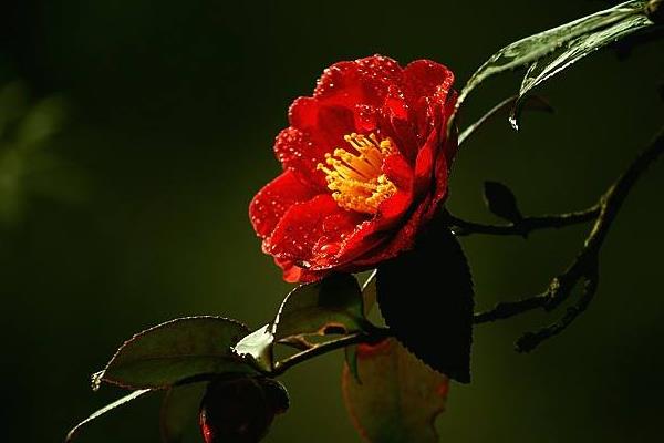 如何繁殖山茶花